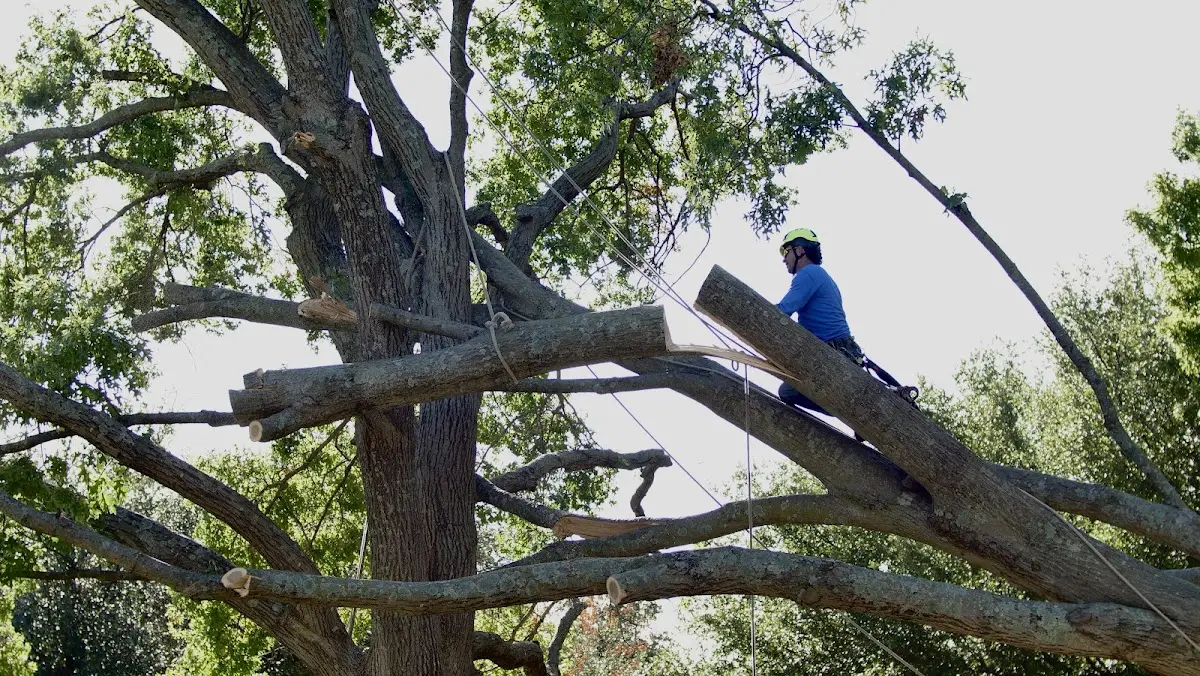 Professional Hazardous Tree Removal performed by certified arborists in New London