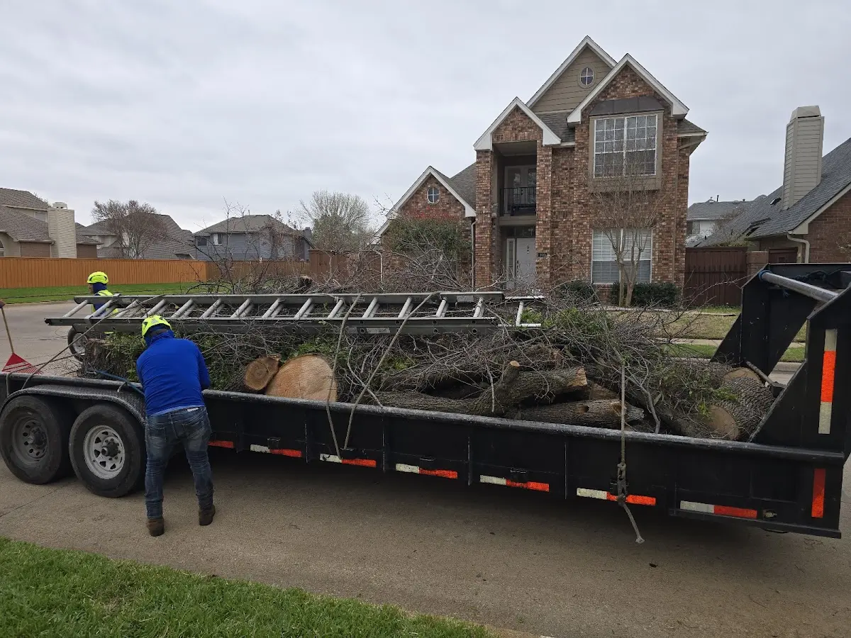 Expert Tree Removal with proper safety equipment in New London